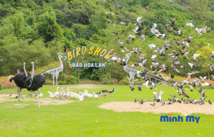 Review đảo Hoa Lan Nha Trang - Điểm nghỉ dưỡng vạn người mê