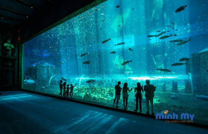 TOP 3 thuỷ cung Nha Trang cho bạn khám phá đại dương thu nhỏ