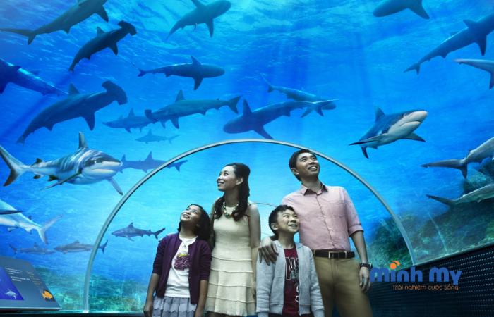 Khám phá Thuỷ cung Trí Nguyên thu nhỏ giữa thành phố biển