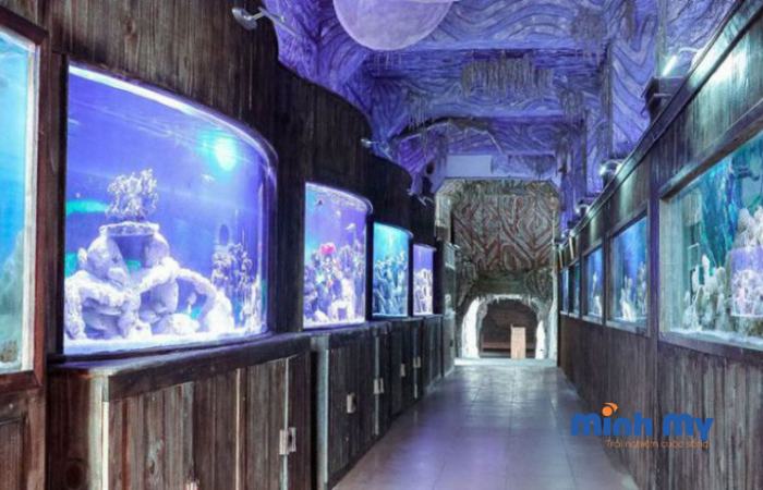 Khám phá Thuỷ cung Trí Nguyên thu nhỏ giữa thành phố biển