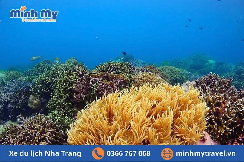 Hệ sinh thái tại Khu bảo tồn biển Hòn Mun